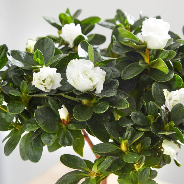 The Azalea White