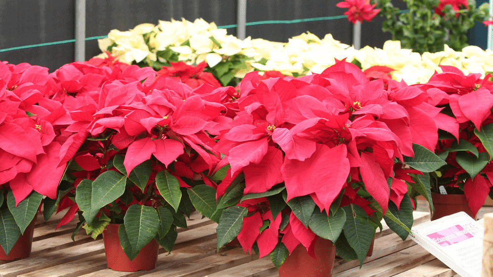 History of the Poinsettia