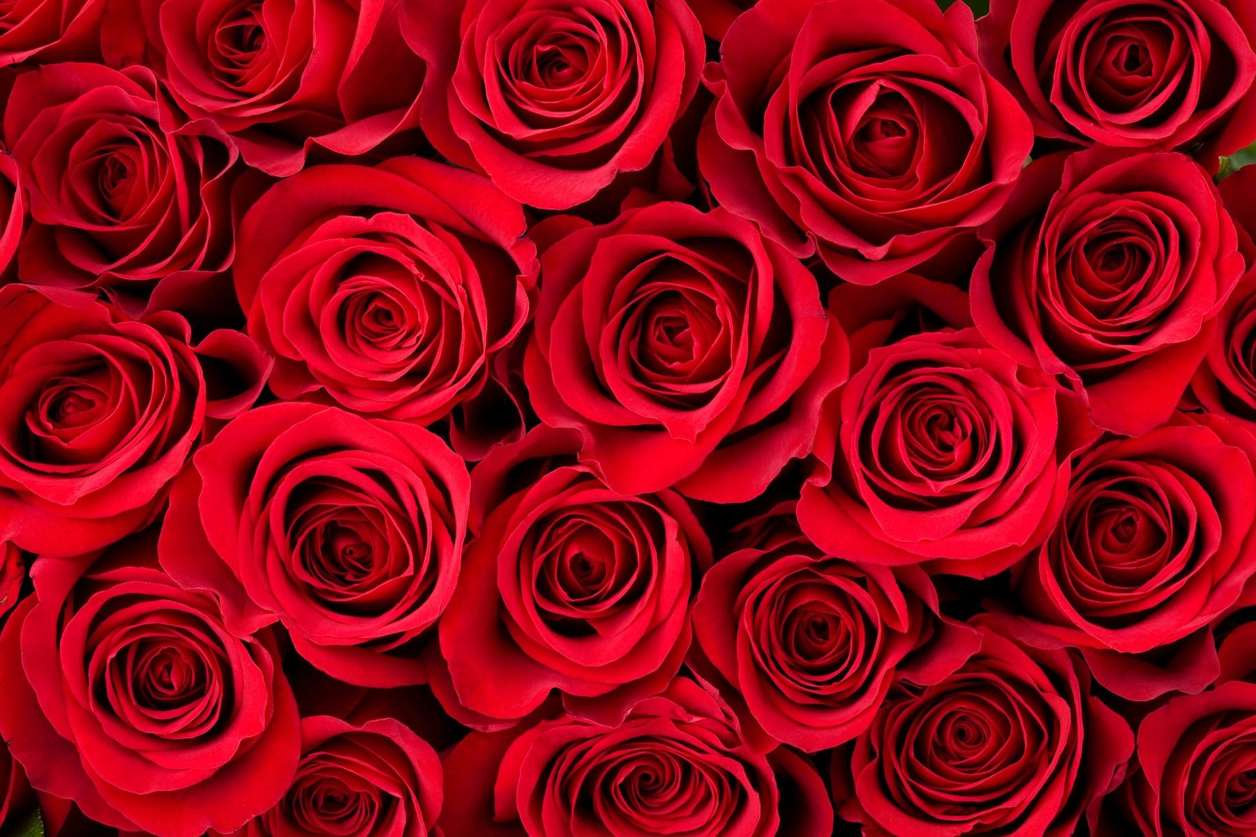 Meaning Behind Red Roses on Valentine’s Day