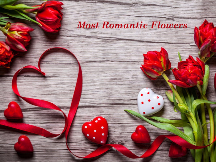 Top 7 Romantic Flowers For Your Love