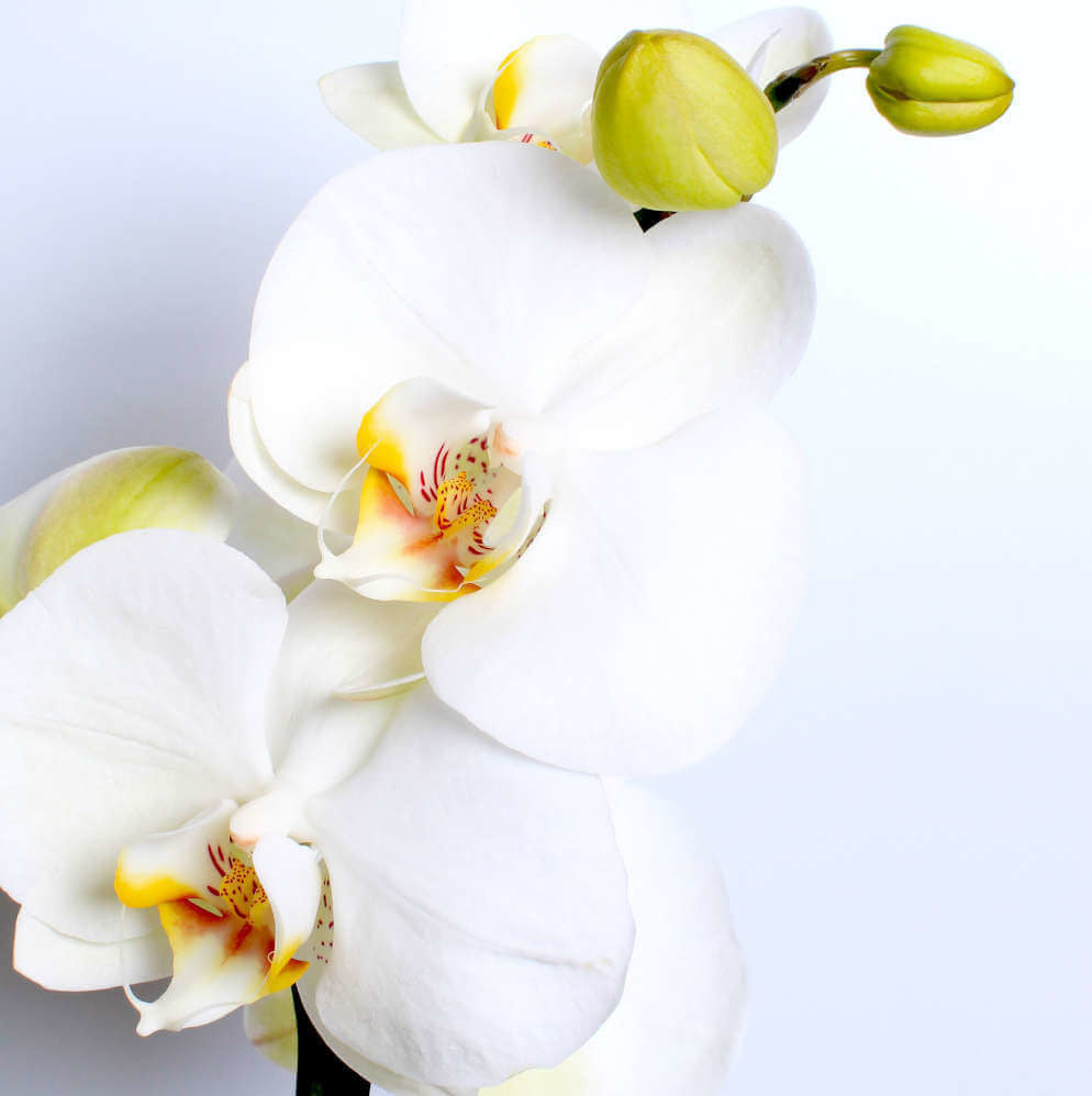 WHITE ORCHID PLANTER