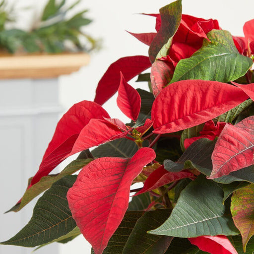 The Poinsettia Plant