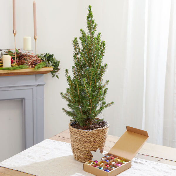 The Potted Spruce